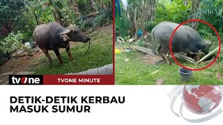 Bukan Masuk Parit, Kerbau ini Justru Terperosok ke Dalam Sumur | tvOne Minute