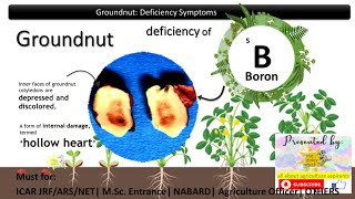 Groundnut: Boron Deficiency, Symptoms and Effects