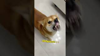 当给狗子充电会发生什么？ #柴犬 #狗狗的心思都写在脸上了 #萌宠出道计划 #柴犬的迷惑行为大赏 #抽象 #cutedog #shortvideo #柴犬的迷惑行为大赏 #柴犬 #萌宠出道计划