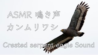 【ASMR 鳴き声】カンムリワシ 警戒鳴き 一鳴きのみCrested serpent eagle Sound