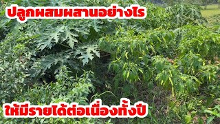 ปลูกผสมผสานอย่างไรให้มีรายได้ต่อเนื่องทั้งปี ที่สวนคุณยายมะลิจันทร์ ที่ปลูกมาเป็นเวลา 30 ปี