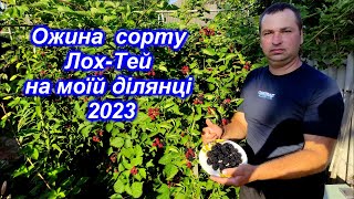 Ожина сорту Лох-Тей на моїй ділянці 2023