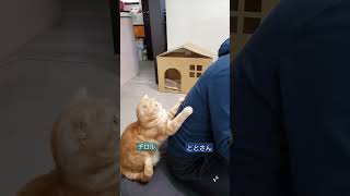 お仕事中の飼い主を邪魔しないわけがない #cat #猫 #ねこ