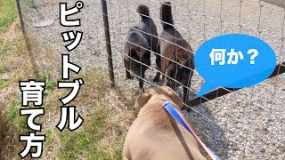 【自由犬ダディ】ピットブル躾しないとこうなる