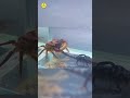 scorpion vs crab venomous war shorts facts kimtifacts animals