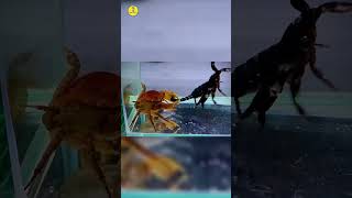 Scorpion vs Crab venomous war #shorts #facts #kimtifacts #animals