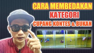 CARA MEMBEDAKAN KATEGORI CUPANG KONTES DAN BUKAN !