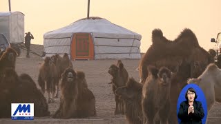 Дундговь аймгийн Өлзийт сумын малчин Б.Сумъяа \