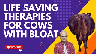 Revealing Shocking Vet Techniques: How Cows Receive Life-Saving Treatment