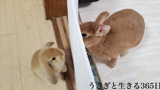 飼い始めた時期が違う二匹のうさぎの顔合わせ記録