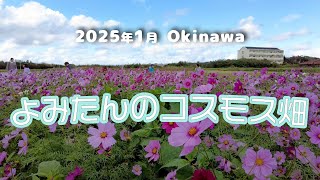 【読谷村】温暖な沖縄／１月のコスモス ＃コスモス ＃沖縄観光 ＃読谷村