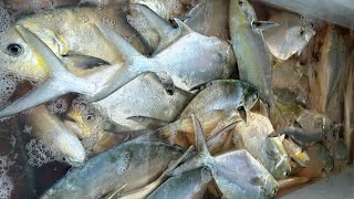 Commercial Fishing For Pompano! Catch \u0026 Sell