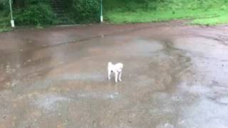 雨の中の犬散歩。最後に待ち受ける運命とは？