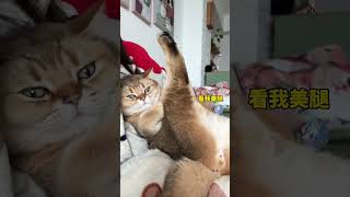 猝不及防😅 猫咪的迷惑行为 戏精猫 撸猫第一视角