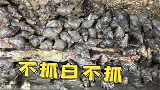 小倪趕海遭遇滑鐵盧？翻開石頭全都空軍，還好發現一塊寶藏礁石【小倪趕海】