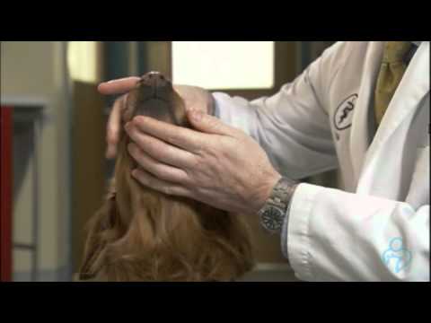 Willard Vet Tutorial: Giving your dog pills made easy Willard Vet Tutorial: Giving your dog pills made easy