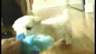 Olean the dog Vs A Toy Dog