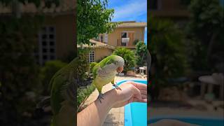 Bird flying 🦜🐦🐦‍⬛ #unstoppable #challenge #birds #papagaio #parrot #fly #flying #loro #recall #cute