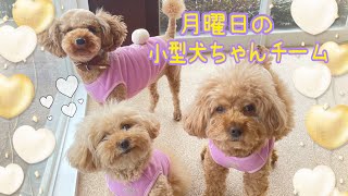 【幼稚園】紫竹山店　🌟月曜日の小型犬ちゃんチーム🌟