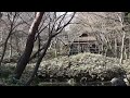 tokyo full bloom pulum blossoms rikugien gardens 梅の花満開　六義園