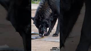 Rare Footage: Black Wolf Hunts and Eats Snake in the Wild! | Powerful Predator Action!