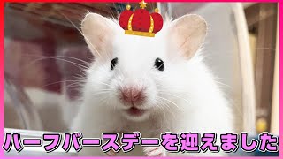 長毛ハムスター○○ケーキ作成…ハーフバースデー　もちお君！　JAPAN HAMSTER