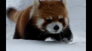 【レッサーパンダ】円実　食べて動いて食べて、毛づくろい　円山動物園　2022.02.23