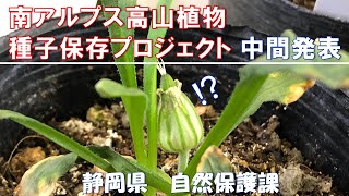 タカネマンテマ種子保存プロジェクト中間発表！_南アルプスを守るお話