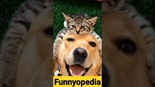 very funny cat and dogs compilation/ #funnycats 😂/ #short