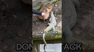 Why Predators Don T Eat Capybaras