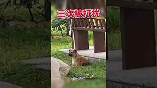 想睡觉的狗子🐶被无情打扰#搞笑视频#搞笑配音 #娱乐