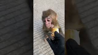 Feeding Monkey Video  😂🤣#shorts#trending#youtubeshorts#ytshorts