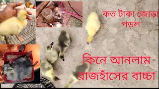 রাজহাঁসের বাচ্চা পালন পদ্ধতি,  আলহামদুলিল্লাহ ১০০০ সাবসক্রাইবার পূরন হয়ে গেছে, ধন্যবাদ সবাইকে