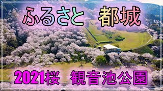 ふるさと　都城　2021年桜　満開　観音池公園