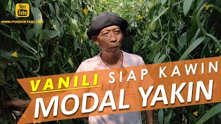 OTODIDAK TANAM 200 VANILI SEKARANG SIAP DI BUNGA KAN!