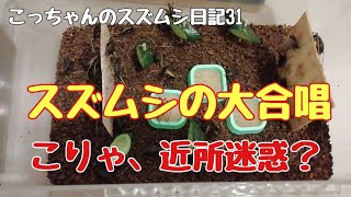 こっちゃんのスズムシ日記31「スズムシの大合唱」こっちゃんの生き物係