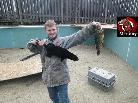 My pet mink Moⁿchushage catching a fish My pet mink Moⁿchushage catching a fish