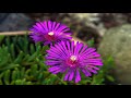 Blooming Flowers Time Lapse for Relaxation Soft Piano Music | Meditation Music & Positive vibes