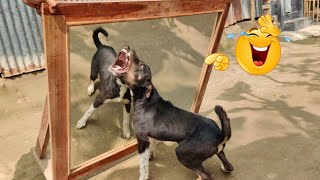 Oh NO!😂 Angry Dog Fighting With Mirror | Hilarious Reaction | Funny Dog Video