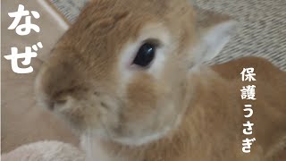 【放し飼いうさぎ】な〜ぜな〜ぜ？