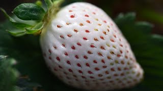 LAPD Protest Response; Girl \u0026 Dug’s Rare Produce | SoCal Update