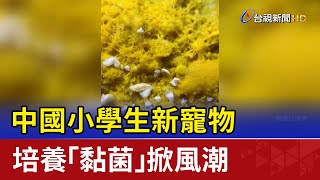 獵奇！中國小學生新寵物 培養「黏菌」掀風潮