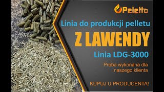 Produkcja pelletu z lawendy, pellet z lawendy na linii do produkcji pelletu LDG 3000 (do 350 kg/h)