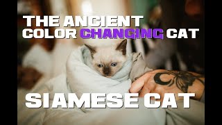 10 Siamese Cat Facts - The Ancient Color-Changing Cat - Animal a Day