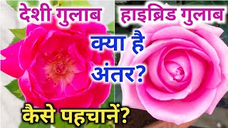 देशी और हाइब्रिड गुलाब में क्या है अंतर, कैसे पहचानें.Rose plant growing tips. All about Desi Rose.