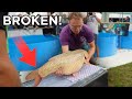 Expensive Koi Fish Gets Surgery - Here's What Happened