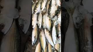 നമ്മുടെ സ്വന്തം അയല ഇന്‍ കേരള AYALA FISH IN KERALA | MACKEREL FISH IN KERALA#mackerel#ayala#fish