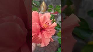 #manikemagehithe #funny#mandar#hibiscus flowers dance 🌸🌸🌸😁😆