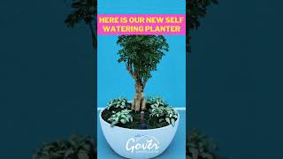 Lechuza Cubeto Planter | Self Watering Planter | Gover Garden Centre | Al Warsan 3