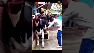 গরুর লাথি খেয়ে যুবক আল্লাহকে ডাক দিল ।। #chipmunk #cow #গরু  #hossaindairyfarm2023cowscollection